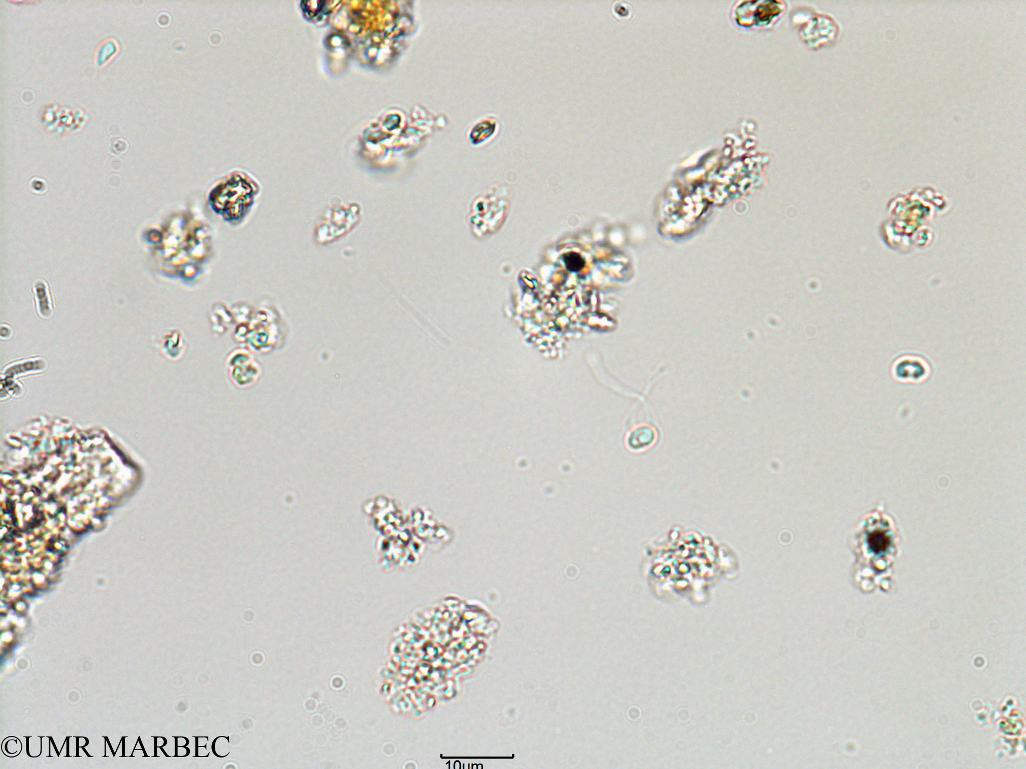 phyto/Bizerte/bizerte_lagoon/RISCO February 2015/Nanoflagellé 16 (ancien Lagune_T1-B_flag inf 10 -2).tif(copy).jpg